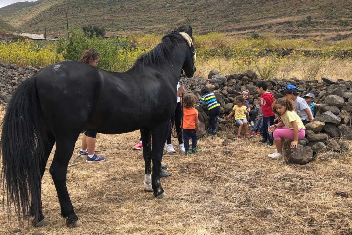 Equino Sentido, grupo de juegos, cumpleaños y terapia con caballos
