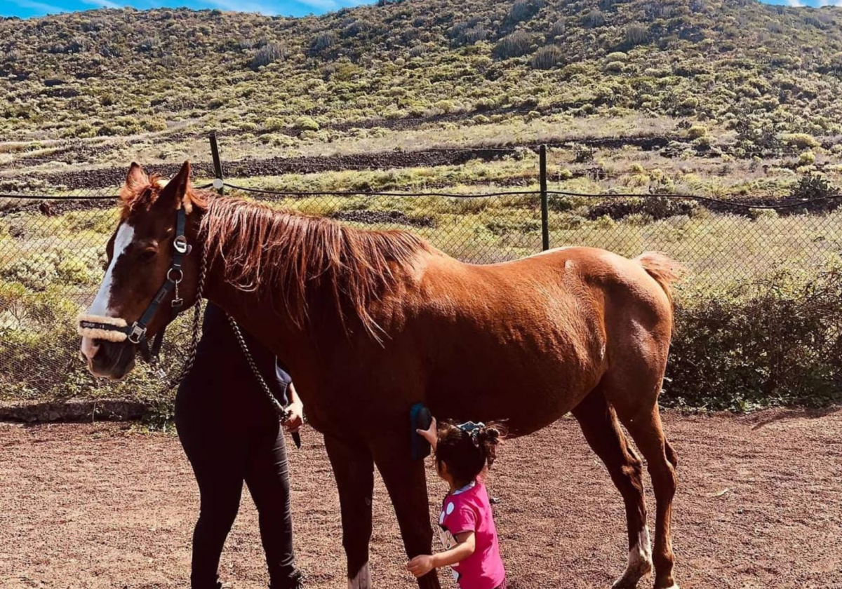 Campamento de Navidad Equino Sentido