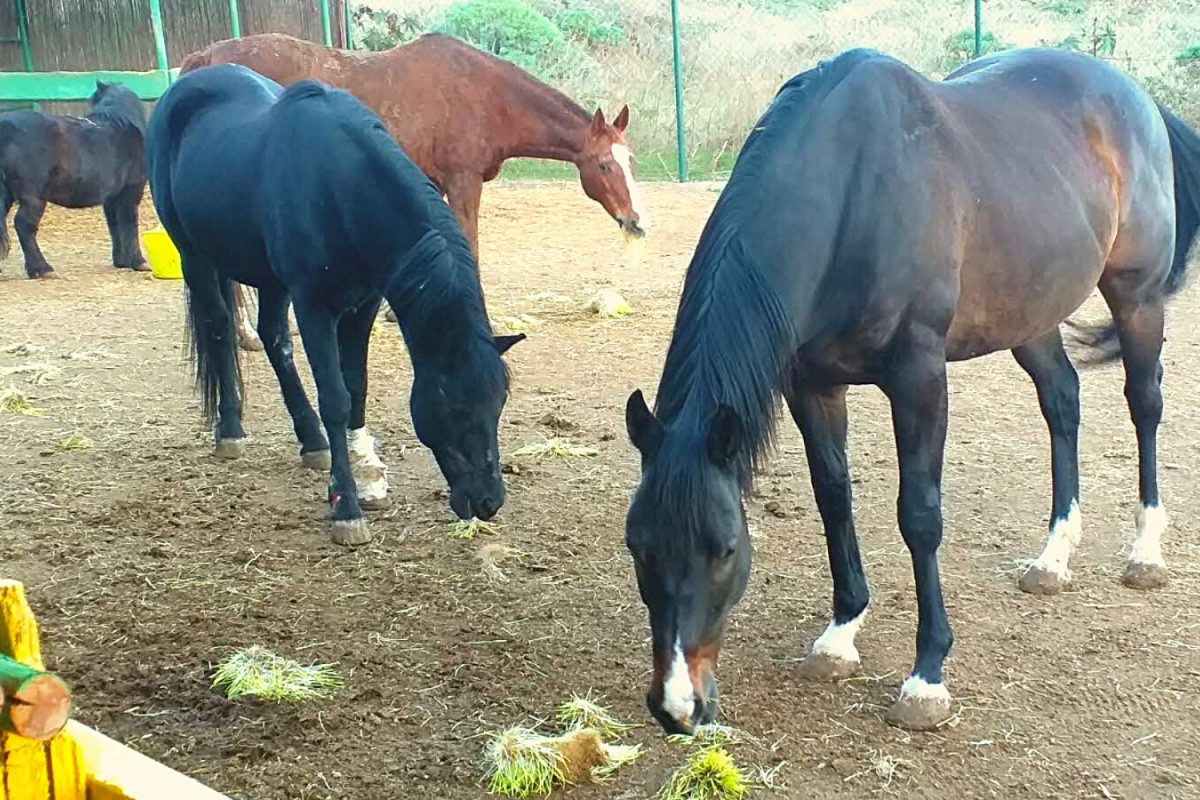 Campamento de Carnaval de Equino Sentido