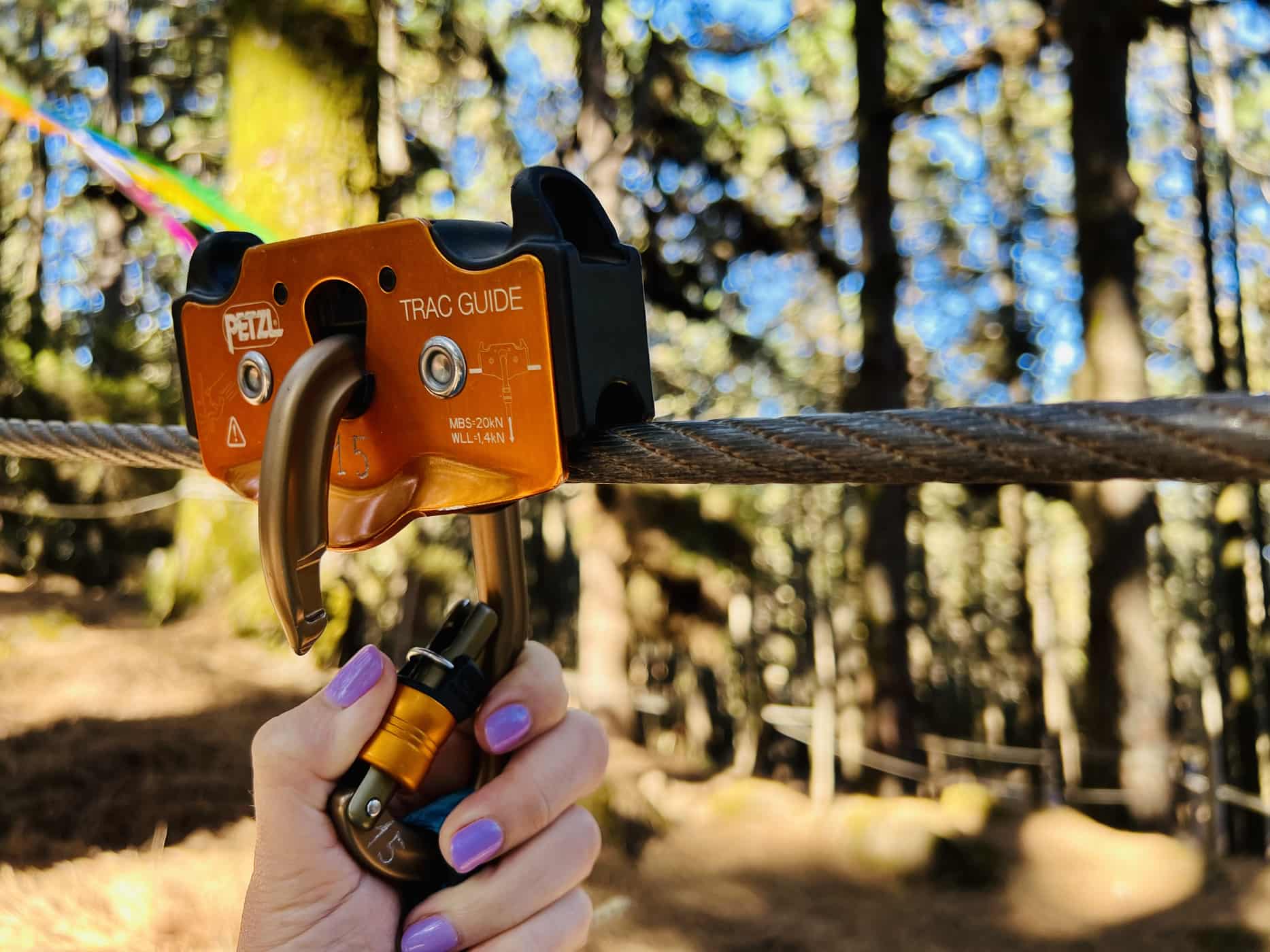 Reapertura de Forestal Park